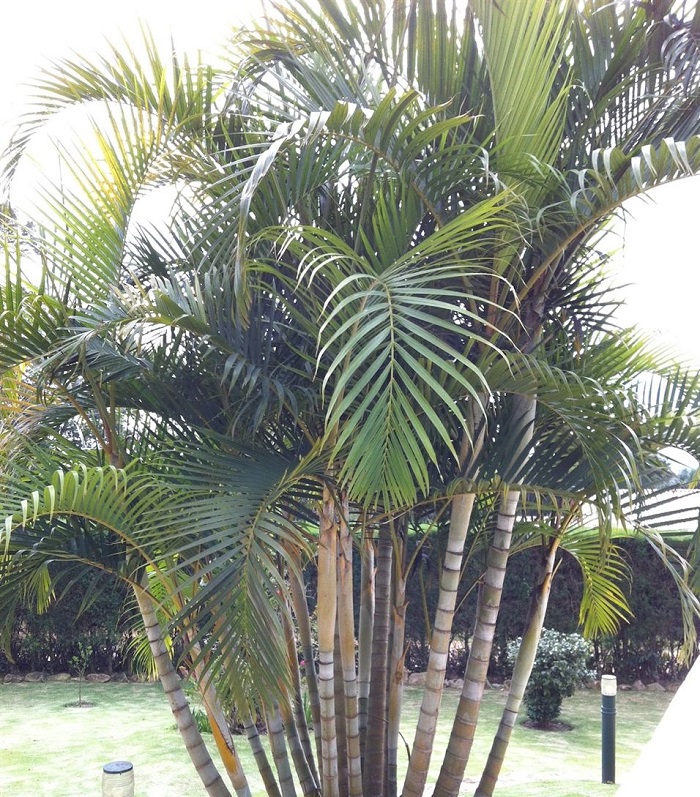 Palmeira Areca-bambu