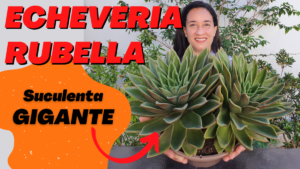 ECHEVERIA RUBELLA | Conheça tudo sobre essa SUCULENTA GIGANTE!