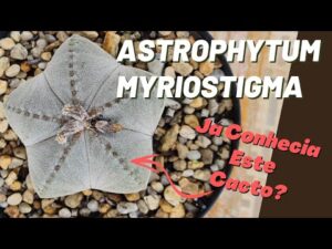 ASTROPHYTUM MYRIOSTIGMA – COMO CUIDAR E CULTIVAR ESTE CACTO