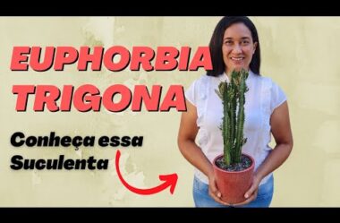 EUPHORBIA TRIGONA – Saiba Tudo sobre esta Suculenta Maravilhosa e Imponente