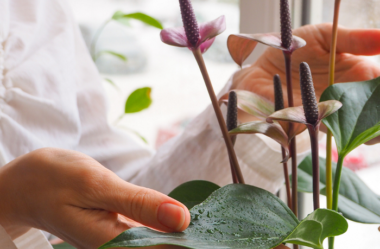 PLANTAS DE INTERIOR – Conheça 7 CORES para Complementar