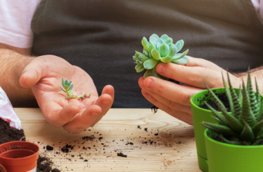 Conheça as 4 Suculentas Mais Difíceis de Cultivar