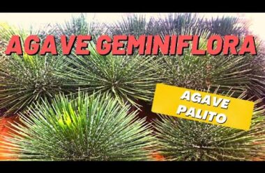 TUDO SOBRE A AGAVE GEMINIFLORA OU AGAVE PALITO