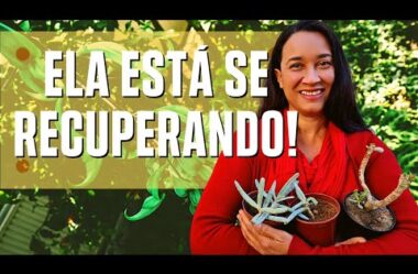 ELA ESTÁ SE RECUPERANDO! Veja a Recuperação da Suculenta CHIFRE DE ALCE