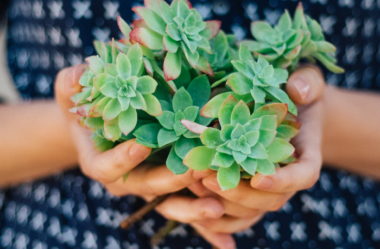 12 TIPOS DE SUCULENTAS Exóticas e Diferentes que Você Vai Amar!