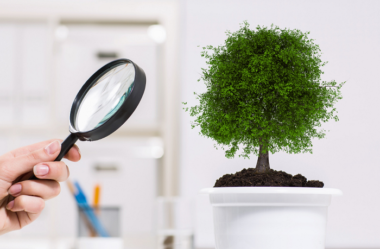 Como Identificar As 16 DOENÇAS DE PLANTAS De Casa
