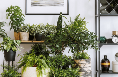 10 PLANTAS DE INTERIOR Lindas e Quase Impossíveis De Matar!