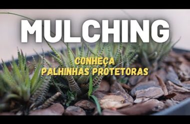 O que é MULCHING Conheça 7 Palhinhas Protetoras para suas Plantas