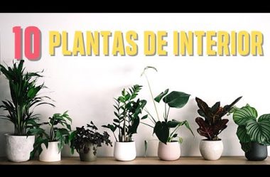 10 PLANTAS DE INTERIOR Muito Fáceis de Cuidar!