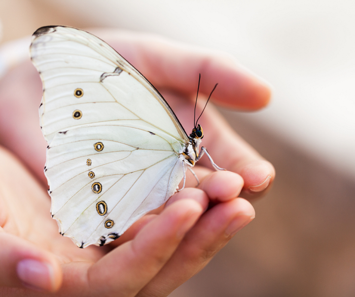 Faça alguma pesquisa sobre borboletas nativas de onde você mora. Descubra do que elas se alimentam e tente fornecer comida para o estágio de lagarta do ciclo de vida da borboleta.