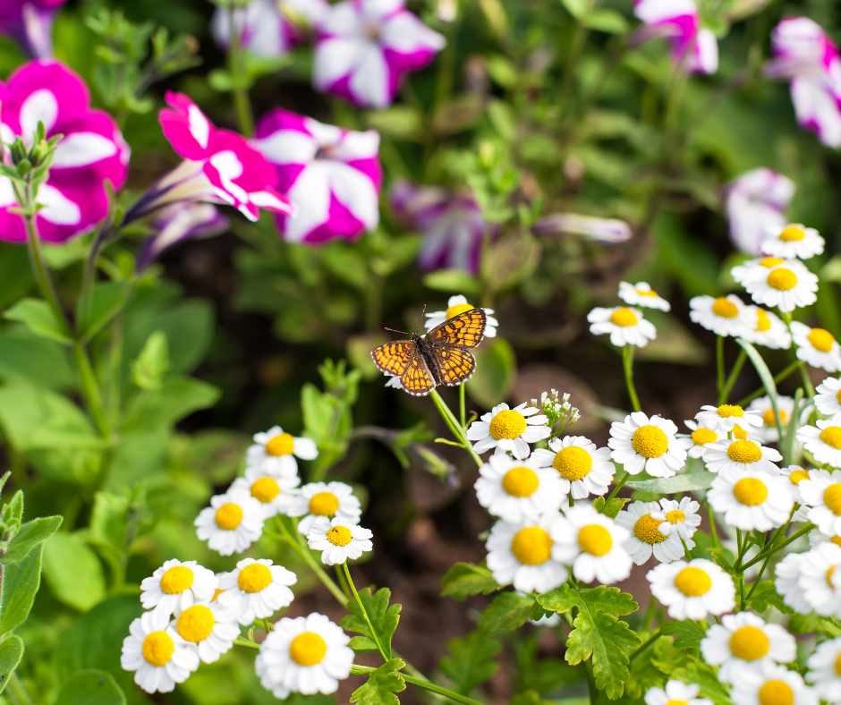 As borboletas gostam de calor. Tente escolher pontos onde o sol bate para cultivar suas plantas. 