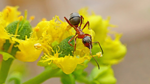 Como Afastar as Formigas! 7 Maneiras Ecológicas de como acabar com formigas