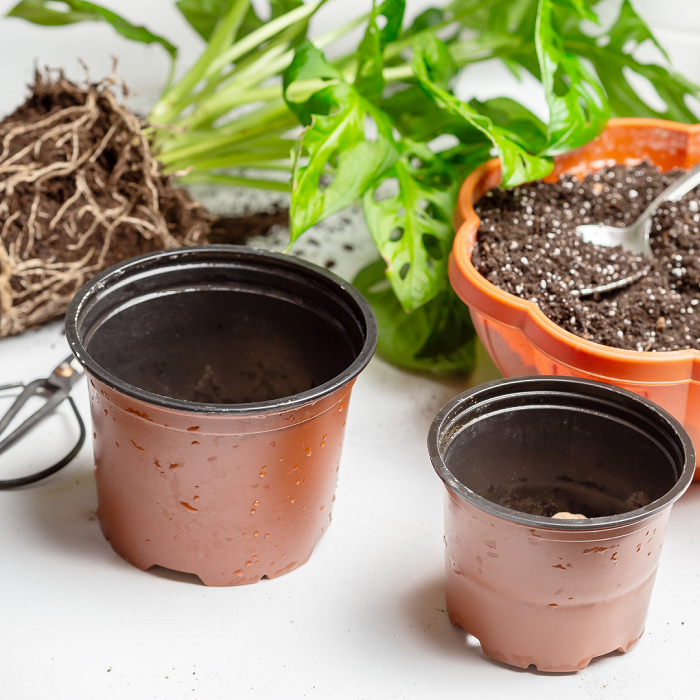 As plantas mosteras precisam de vasos com orifícios de drenagem 