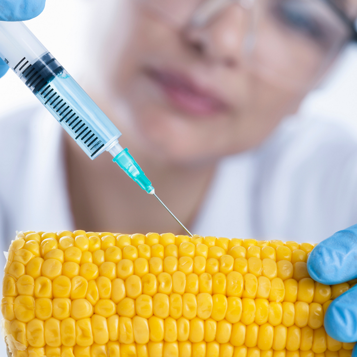 OGM significa “organismo geneticamente modificado”, que também costuma ser chamado apenas por transgênico
