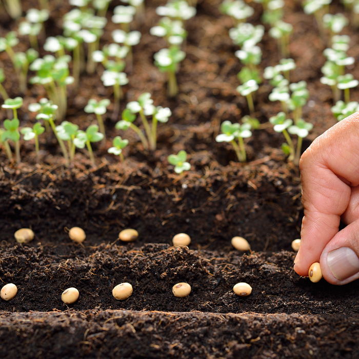Como um jardineiro de primeira viagem, é fácil se envolver em escolher as sementes e plantas perfeitas e ignorar um fator muito importante: a qualidade do solo.