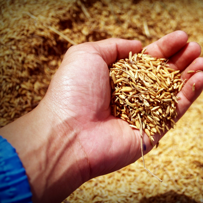As sementes cruas são sementes que não foram tratadas com pesticidas, fungicidas ou produtos químicos. 