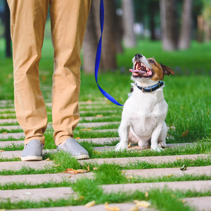 Leve seu cão para uma curta caminhada logo pela manhã para que ele possa fazer xixi em outro lugar.
