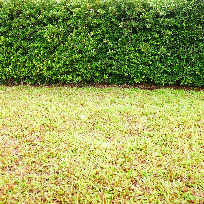 Se o seu gramado ainda estiver com aparência de desgaste, considere isolar uma pequena área usando uma cerca para diminuir os danos