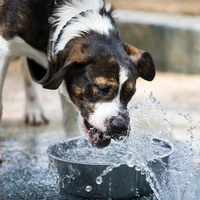Os pais de animais de estimação devem fornecer aos seus cães água limpa e fresca para mantê-los hidratados ao longo do dia