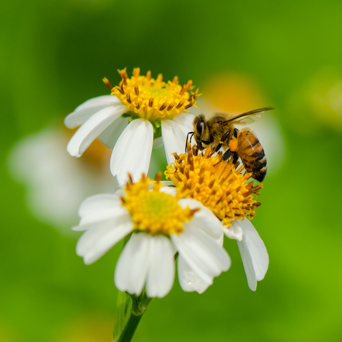 As abelhas selvagens são muito diversas, com quase 4.000 espécies nativas só no continente américano. Quase todos são ninhos solitários e não sociais. As espécies mais comuns de abelha selvagem são as que produzem os maiores benefícios para as lavouras graças à polinização.
