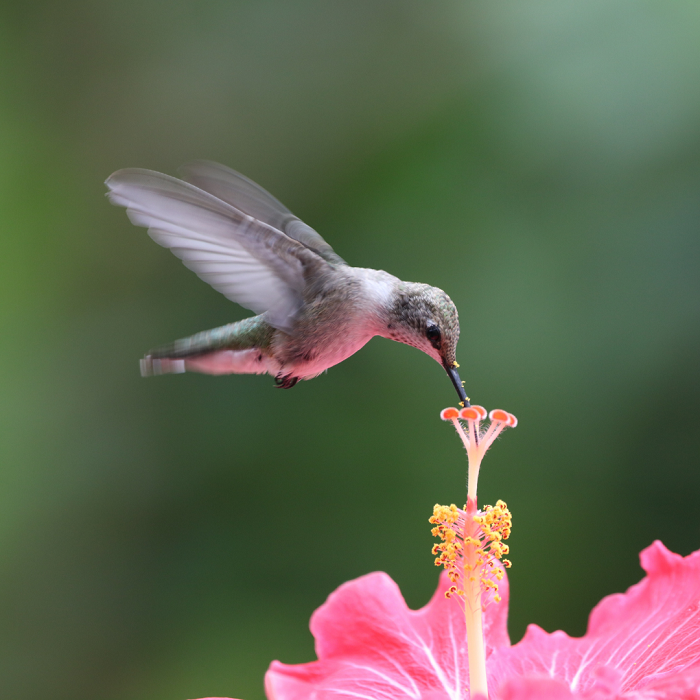 Você já ouviu falar em “colibri”? E em “guainumbi”? Apesar de pouco usados pela maioria das pessoas no dia a dia, esses termos indígenas relativamente familiares também servem para designar algumas espécies de beija-flor. 