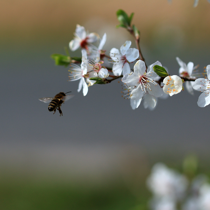 Dois terços dos alimentos que nós ingerimos são cultivados com a ajuda das abelhas. Na busca de pólen, sua refeição, esses insetos polinizam plantações de frutas, legumes e grãos.
