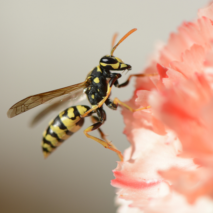 33.000 espécies de vespas contribuem para os seus ecossistemas