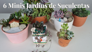 6 Mini Jardins de Suculentas! Belas Ideias de Decoração