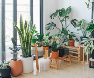 15 Plantas Que Atraem Sorte e Dinheiro Para Casa!