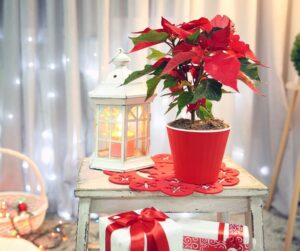 Flor de Natal – Conheça 18 Lindas Flores e Plantas