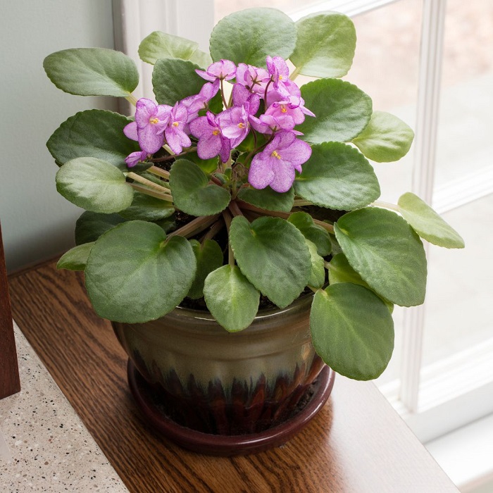 Para um crescimento saudável, as violetas precisam de luz natural, por isso, não deixe os vasos em locais escuros