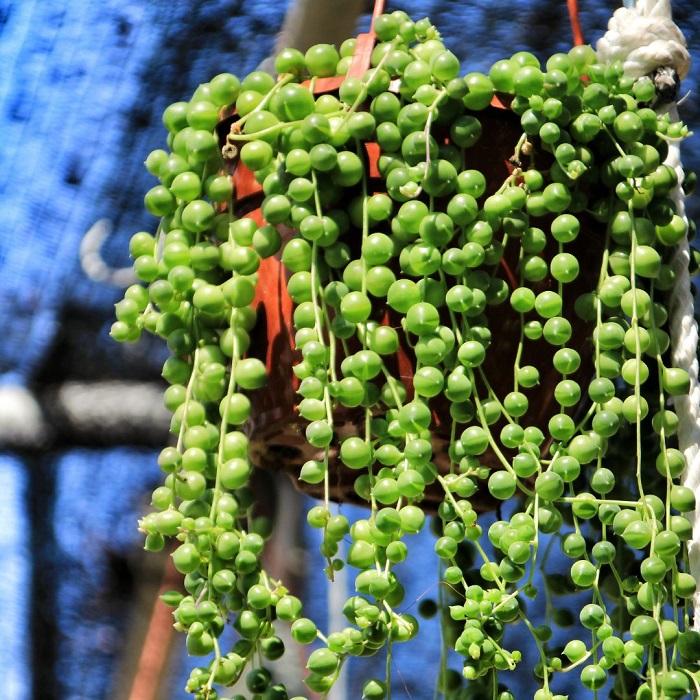 A planta colar de pérolas é uma planta cada vez mais popular 
