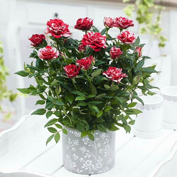 9 Dicas Para Cultivar Rosas Em Vasos Com Sucesso