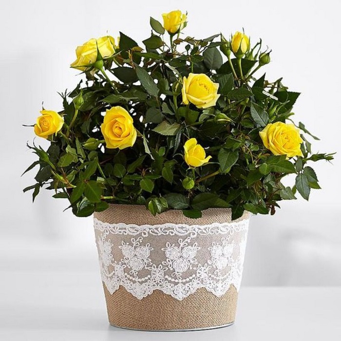 Plantar suas rosas em recipientes – sejam vasos, jardineiras ou cestas suspensas – permite que você cultive um pequeno jardim de rosas 