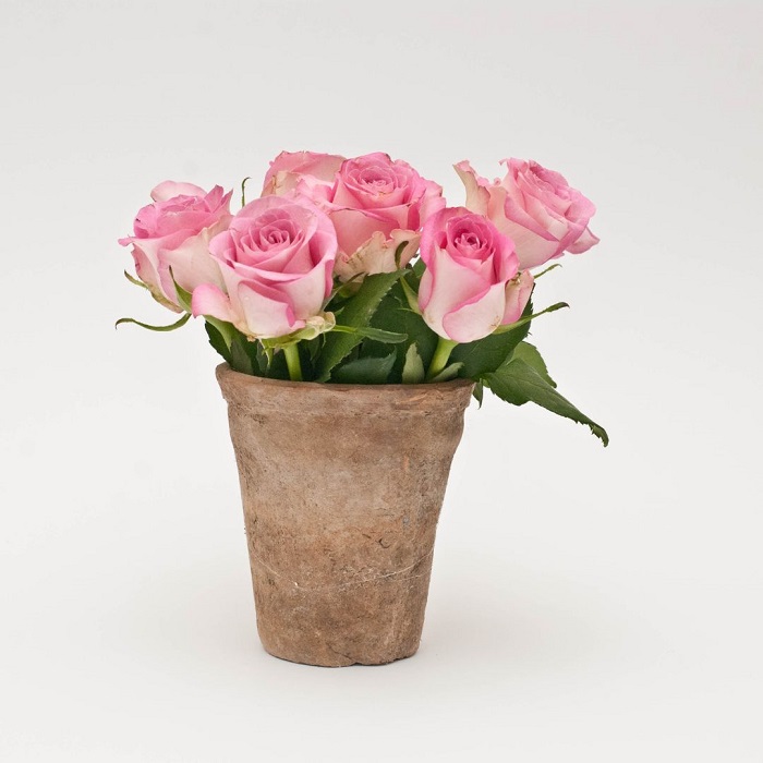 Praticamente qualquer tipo de rosa pode ser cultivada em um recipiente
