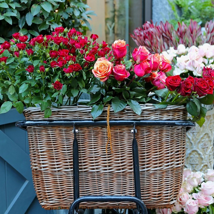 9 Dicas Para Cultivar Rosas Em Vasos Com Sucesso