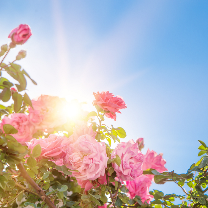 Para as melhores flores, coloque as rosas em um local que receba pelo menos seis horas de sol diariamente.