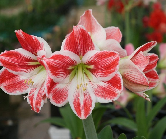 Amaryllis é outra flor comum na temporada de férias por causa de suas cores vibrantes de vermelho e verde e sua altura.