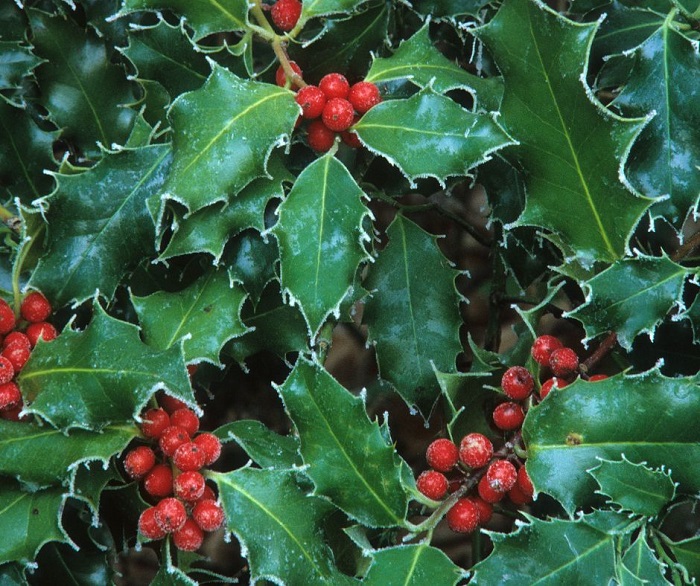 Embora tecnicamente não seja uma flor, o azevinho deve ser incluído em sua lista por sua natureza clássica de Natal. 