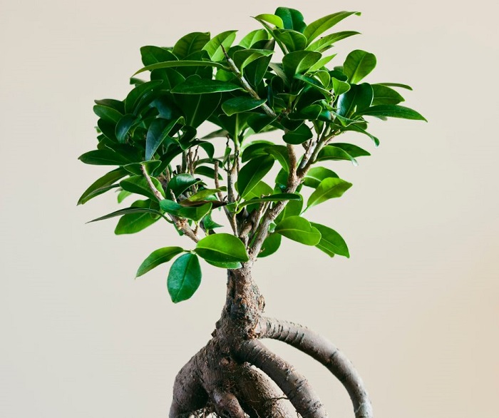 Ginseng ficus é uma planta de casa popular que traz boas vibrações e fortuna. Na natureza pode se tornar uma árvore, mas temos em nossas casas como um vaso de plantas, onde fica pequeno, como um bonsai natural.