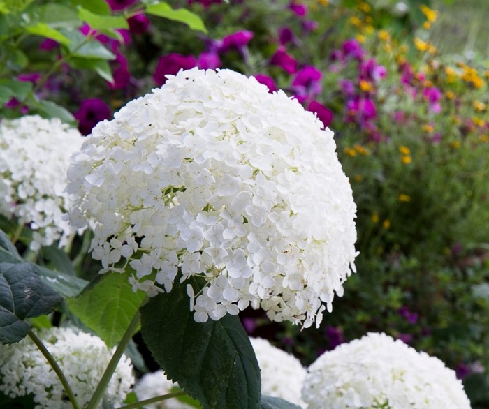 Embora as hortênsias sejam tipicamente associadas à primavera e ao verão, a hortênsia bola de neve é nomeada por suas flores, que parecem estar cobertas de neve