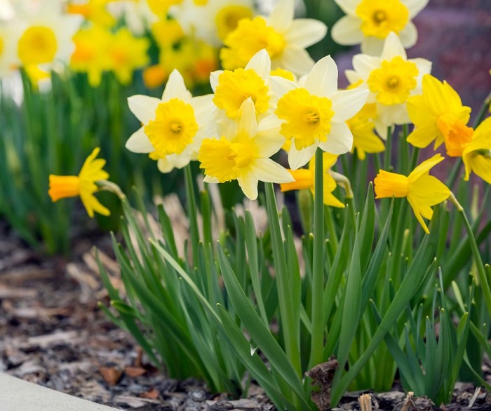 Os narcisos são flores puramente positivas, que trazem serenidade, rejuvenescimento e boa sorte, todas elas! E você pode cultivá-los dentro de casa com muita facilidade, na verdade eles estão se tornando cada vez mais comuns como plantas de casa.
