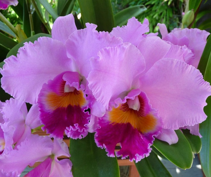 Todas as orquídeas trazem paz, serenidade e boa sorte, mas escolhemos uma das milhares de variedades , a orquídea Cattleya para você.