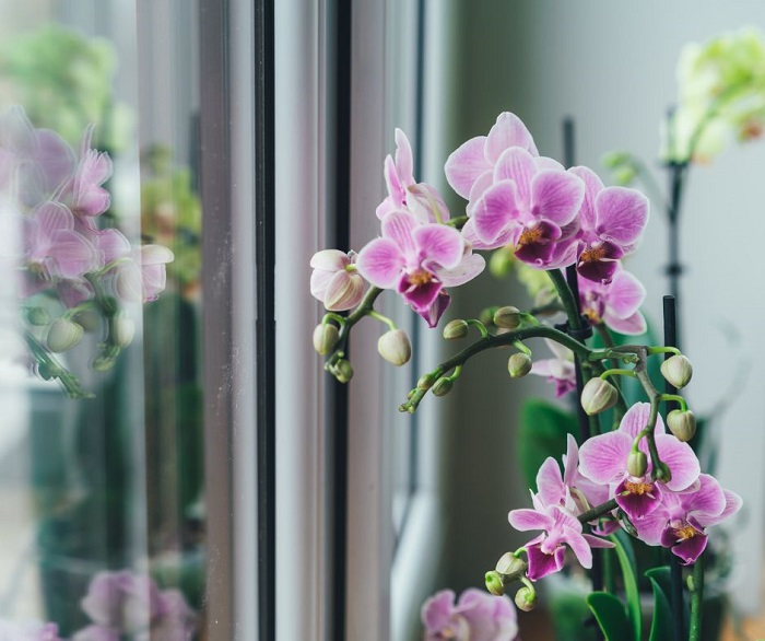 Procurando uma planta elegante para compor a sua decoração de Natal? Então considere a Orquídea Phalaenopsis.