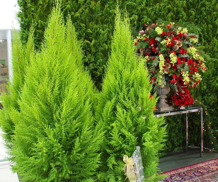 Tuia Holandesa nada mais é do que o nome dado ao mini pinheiro natural. Originária da Inglaterra, esta planta tem tamanho compacto e ramos com tom de verde claro. 