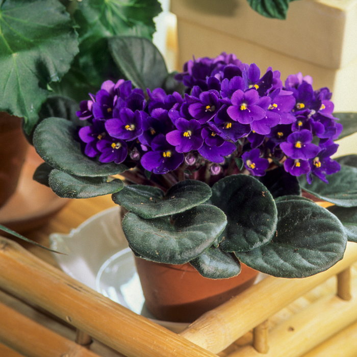 Outra planta de casa de alta umidade é a violeta africana. Nativa da África tropical oriental, esta planta com flor prefere um ambiente de solo constantemente úmido e umidade não tão alta quanto a samambaia. 
