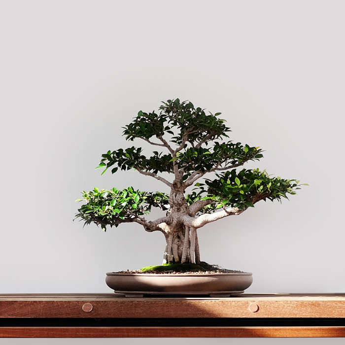 Foram os japoneses que formaram a tradição e a estética do que hoje conhecemos como bonsai – portanto, a arte do bonsai é uma invenção e desenvolvimento japoneses.