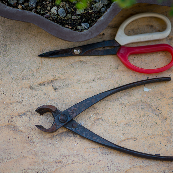 Devido ao seu pequeno tamanho, para cuidar de um bonsai você deve ter  ferramentas específicas