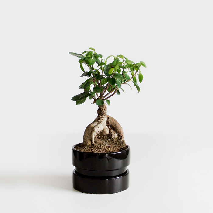 Logo no início, o futuro bonsai bebê não se parecerá em nada com a imagem de um majestoso bonsai a que estamos acostumados