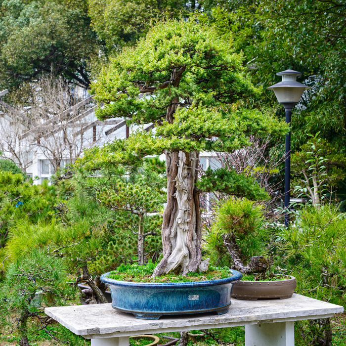 A palavra  bonsai  significa “árvore em um vaso de flores”. Como mencionei na introdução deste artigo, ao contrário do que possa parecer, não é uma árvore geneticamente anã, mas seu pequeno tamanho é alcançado graças a um paciente trabalho de poda e atenção constante.